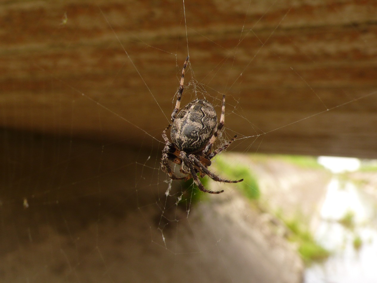 Larinioides sp.